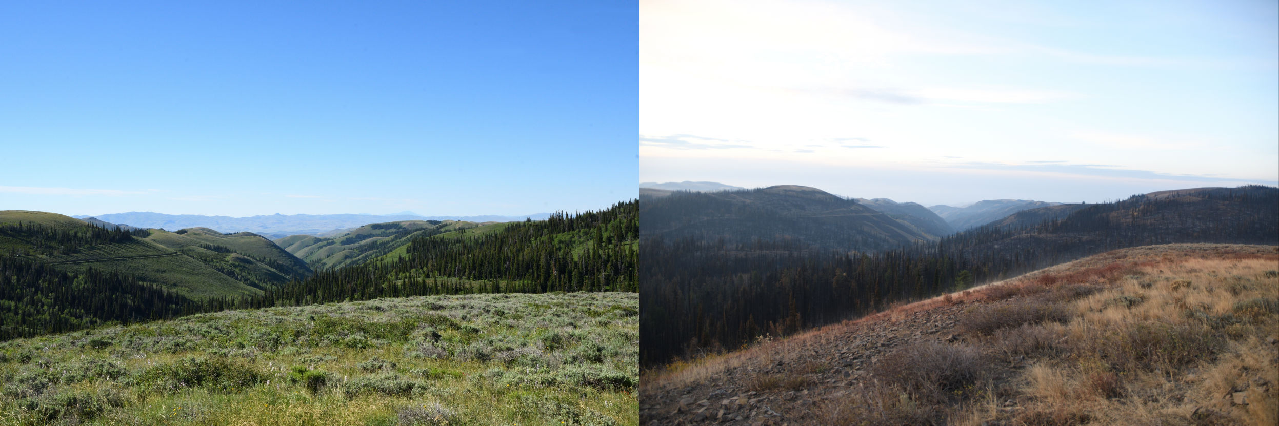 The Badger Fire